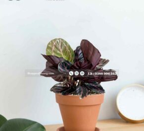 CÂY CALATHEA DOTTIE