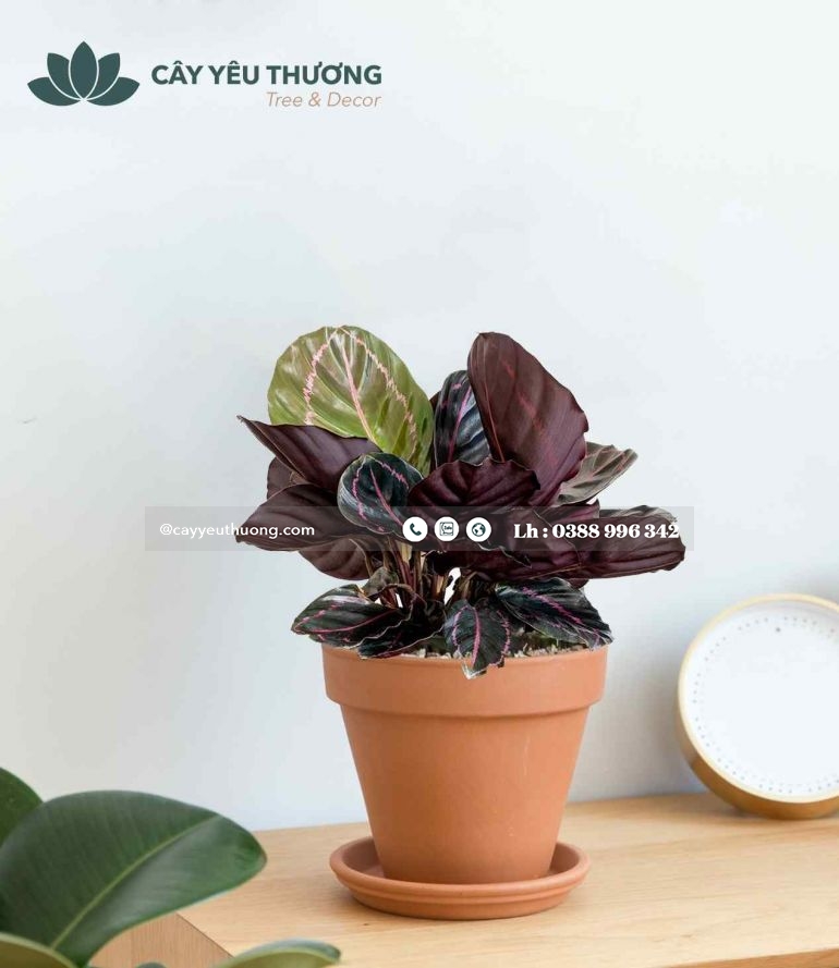 CÂY CALATHEA DOTTIE