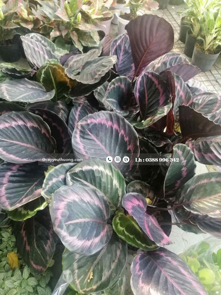 CÂY CALATHEA DOTTIE