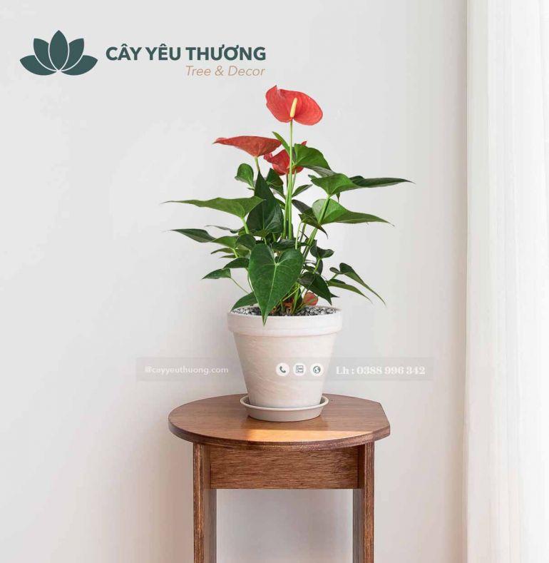 CÂY HỒNG MÔN CÂY ĐỂ BÀN PHONG THUỶ GIÁ RẺ