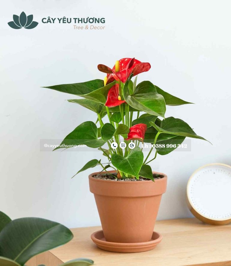 CÂY HỒNG MÔN CÂY ĐỂ BÀN PHONG THUỶ GIÁ RẺ